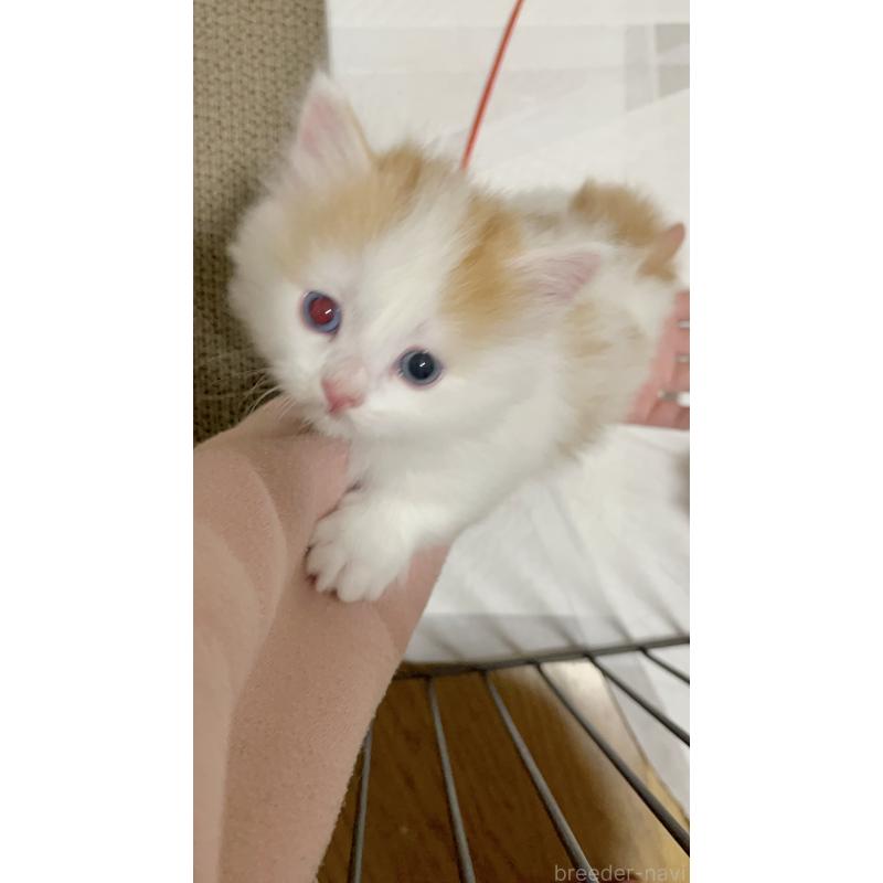 販売中の熊本県のマンチカン(短足)-139950の2枚目