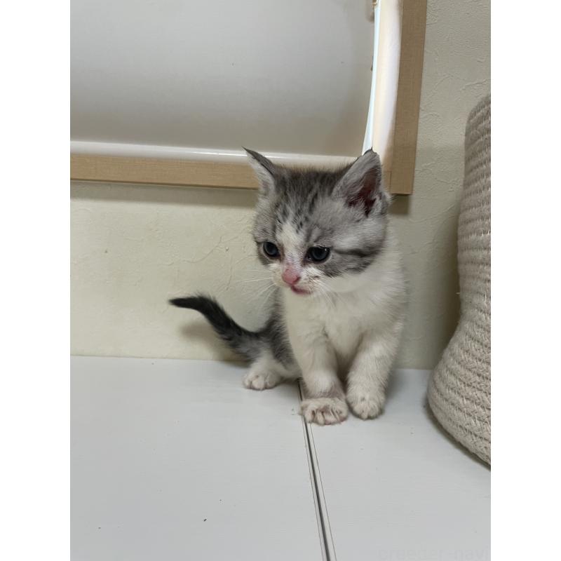 販売中の長野県のミックス-139947の5枚目