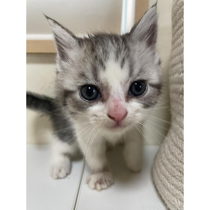 販売中の長野県のミックス-139947の4枚目