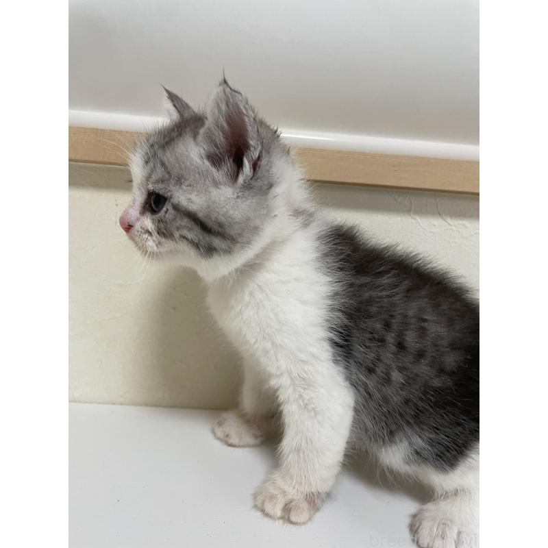 販売中の長野県のミックス-139947の3枚目