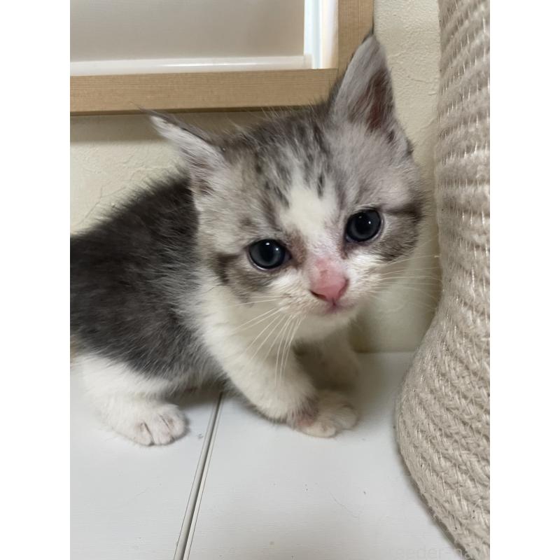 販売中の長野県のミックス-139947の2枚目