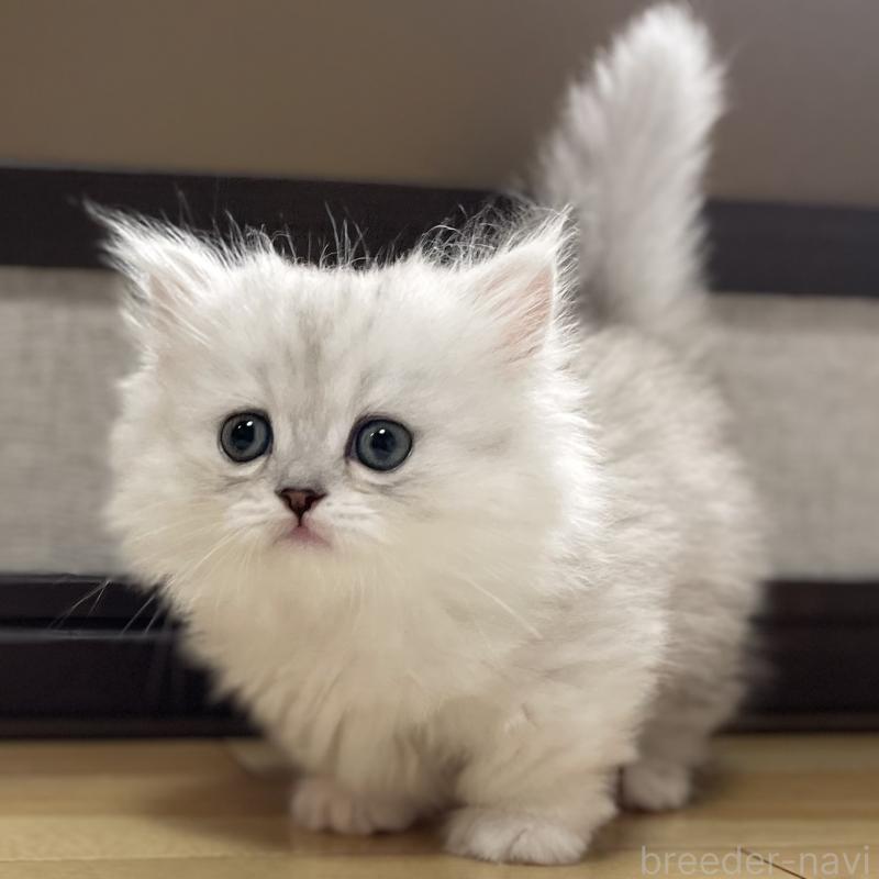 販売中の愛知県のミヌエット(短足)-138519