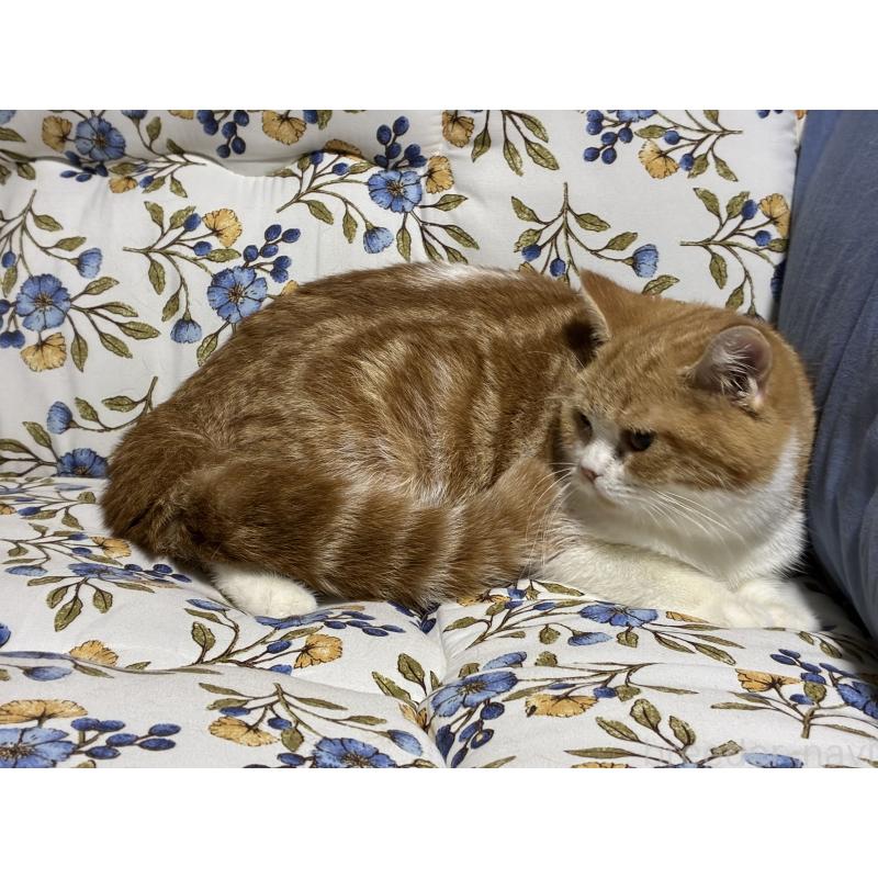 販売中の神奈川県のスコティッシュフォールド-139948の15枚目