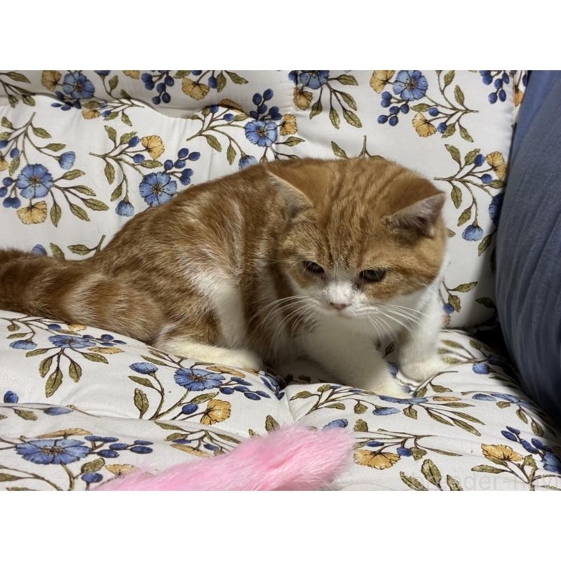 販売中の神奈川県のスコティッシュフォールド-139948の14枚目