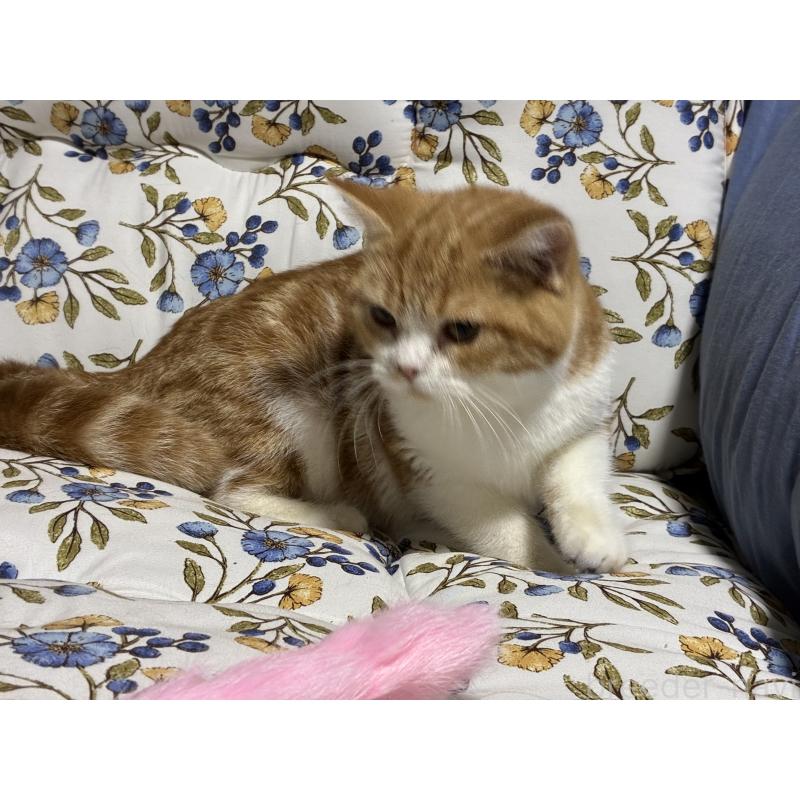 販売中の神奈川県のスコティッシュフォールド-139948の13枚目