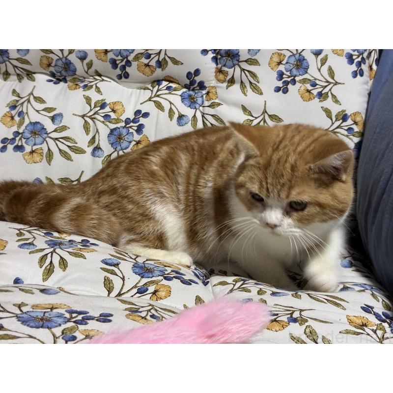 販売中の神奈川県のスコティッシュフォールド-139948の12枚目