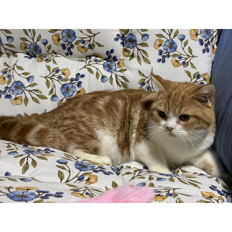 販売中の神奈川県のスコティッシュフォールド-139948の11枚目