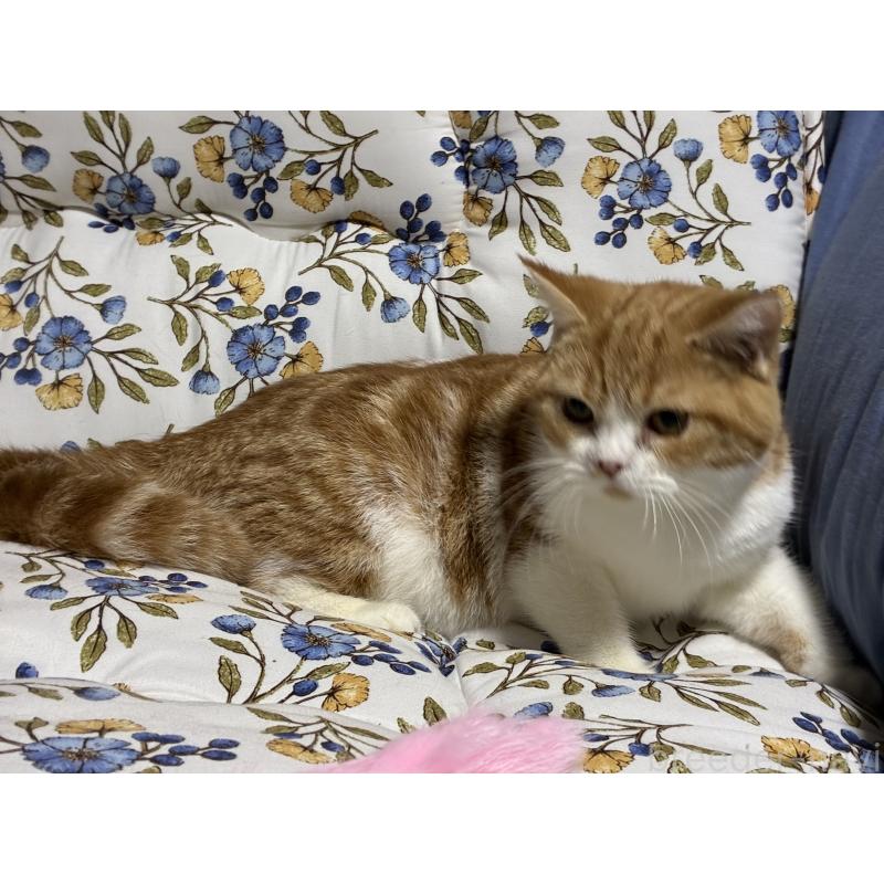 販売中の神奈川県のスコティッシュフォールド-139948の10枚目