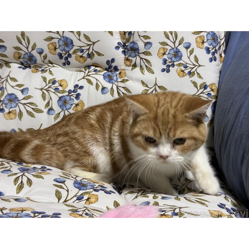 販売中の神奈川県のスコティッシュフォールド-139948の9枚目