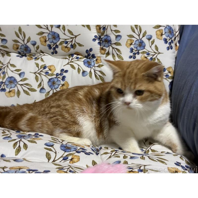 販売中の神奈川県のスコティッシュフォールド-139948の8枚目