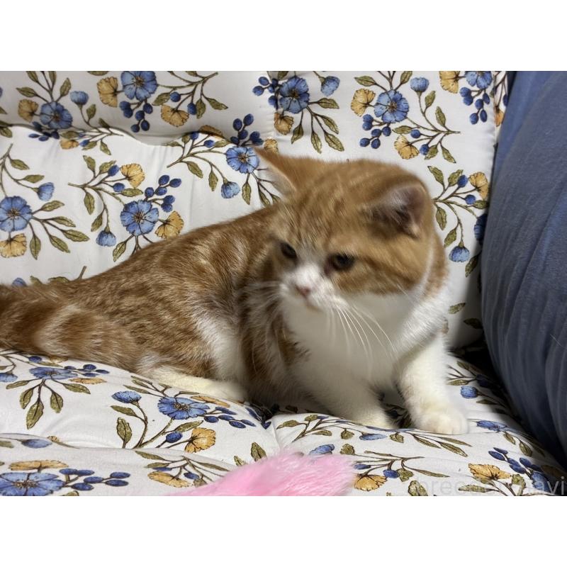 販売中の神奈川県のスコティッシュフォールド-139948の7枚目