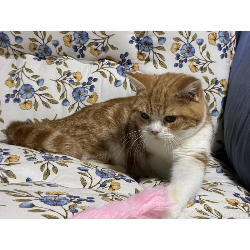 販売中の神奈川県のスコティッシュフォールド-139948の6枚目