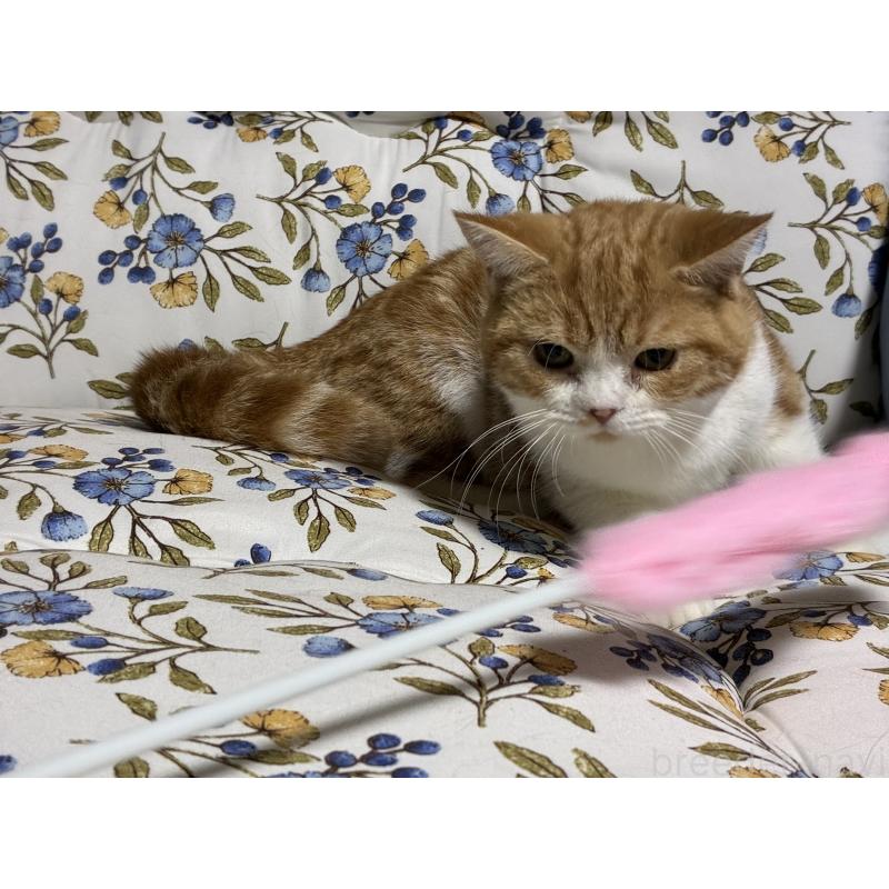 販売中の神奈川県のスコティッシュフォールド-139948の5枚目