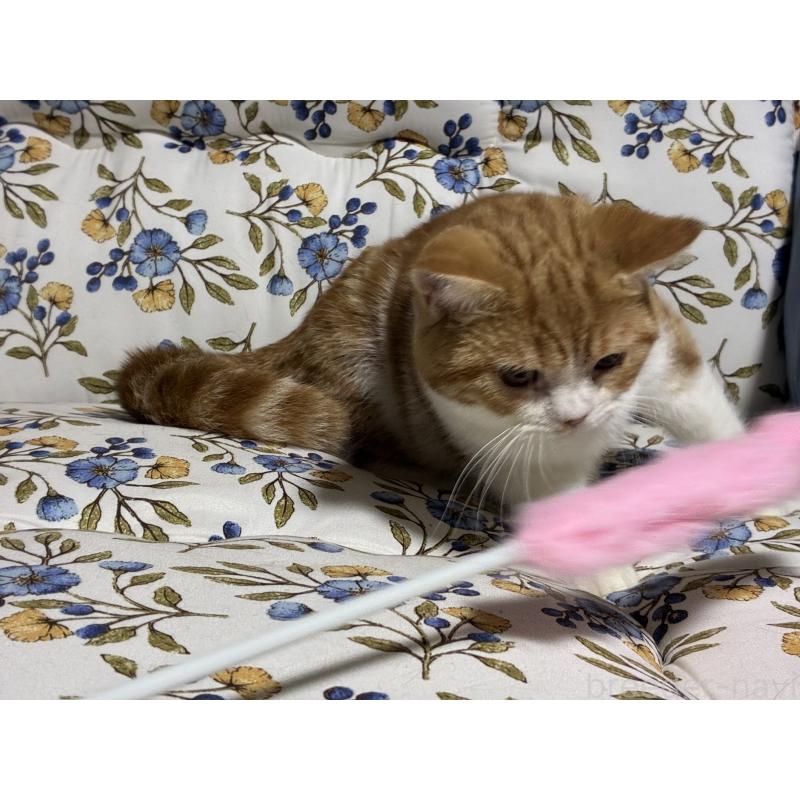 販売中の神奈川県のスコティッシュフォールド-139948の4枚目