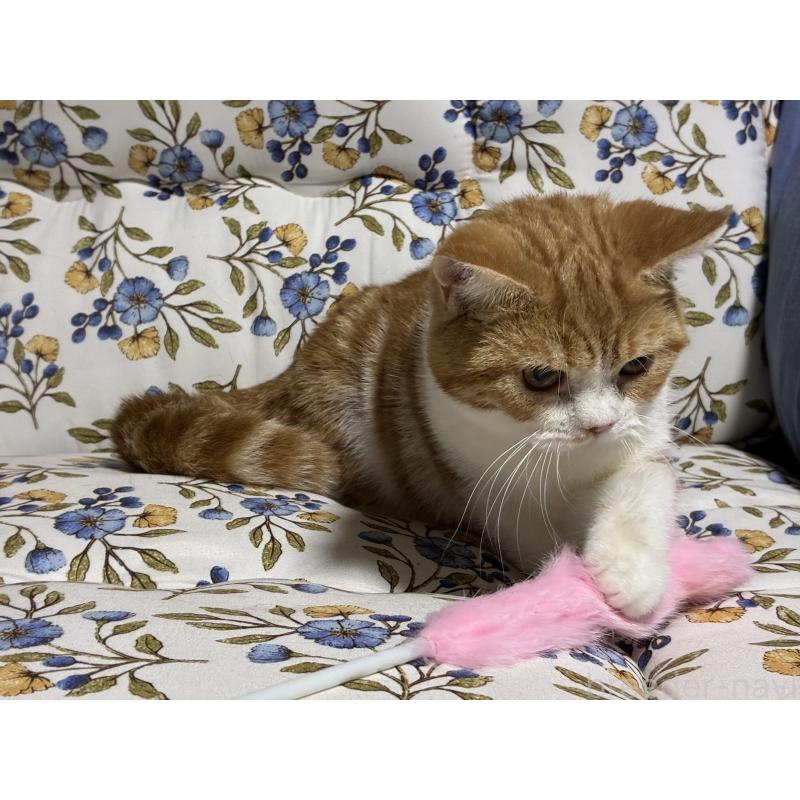 販売中の神奈川県のスコティッシュフォールド-139948の3枚目