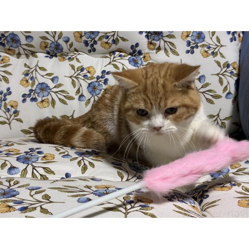 販売中の神奈川県のスコティッシュフォールド-139948の2枚目