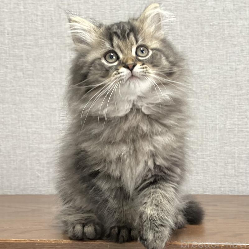 販売中の愛知県のミヌエット-136427