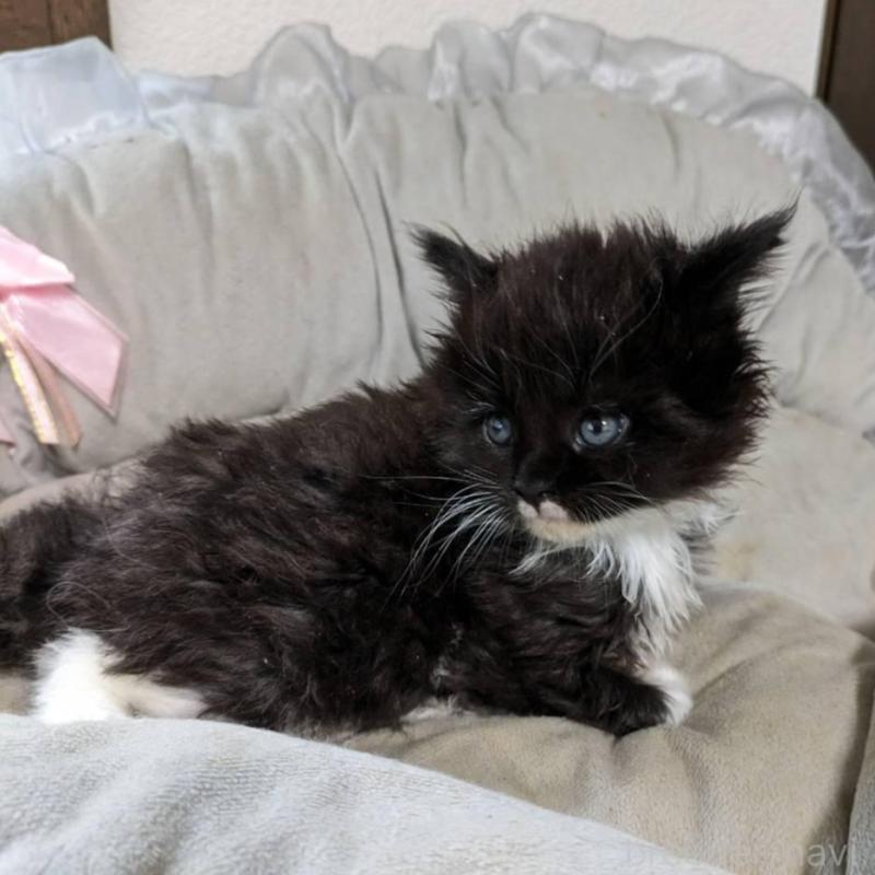 販売中の大阪府のメインクーン-139949の12枚目