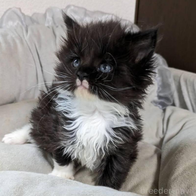 販売中の大阪府のメインクーン-139949の11枚目