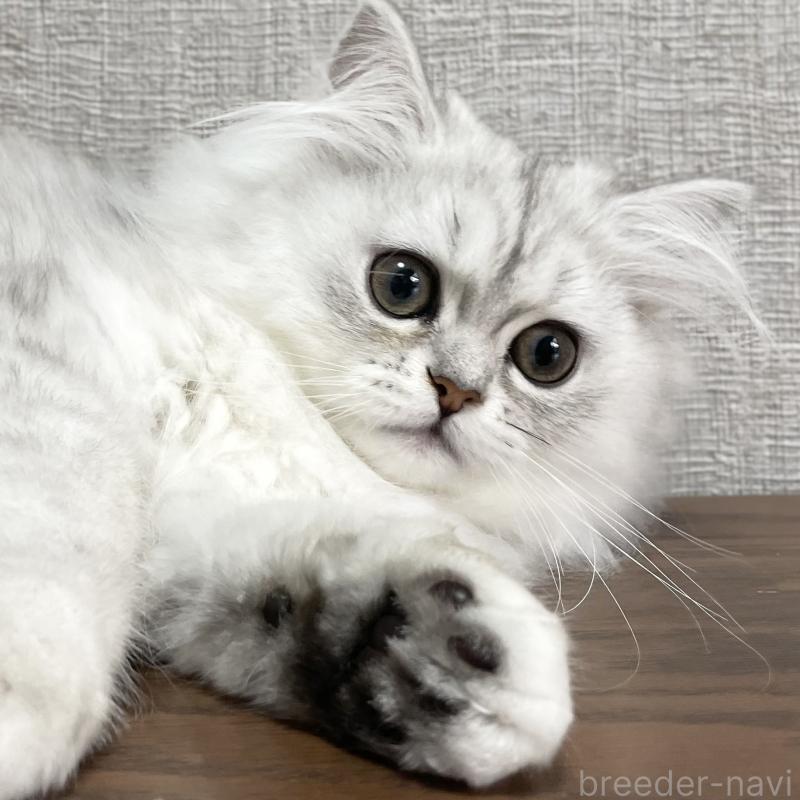 販売中の愛知県のミヌエット-134739