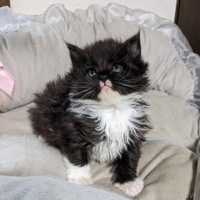 販売中の大阪府のメインクーン-139949の10枚目