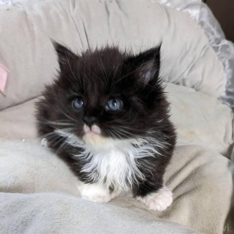 販売中の大阪府のメインクーン-139949の9枚目