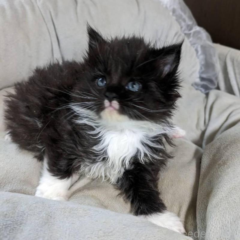 販売中の大阪府のメインクーン-139949の8枚目