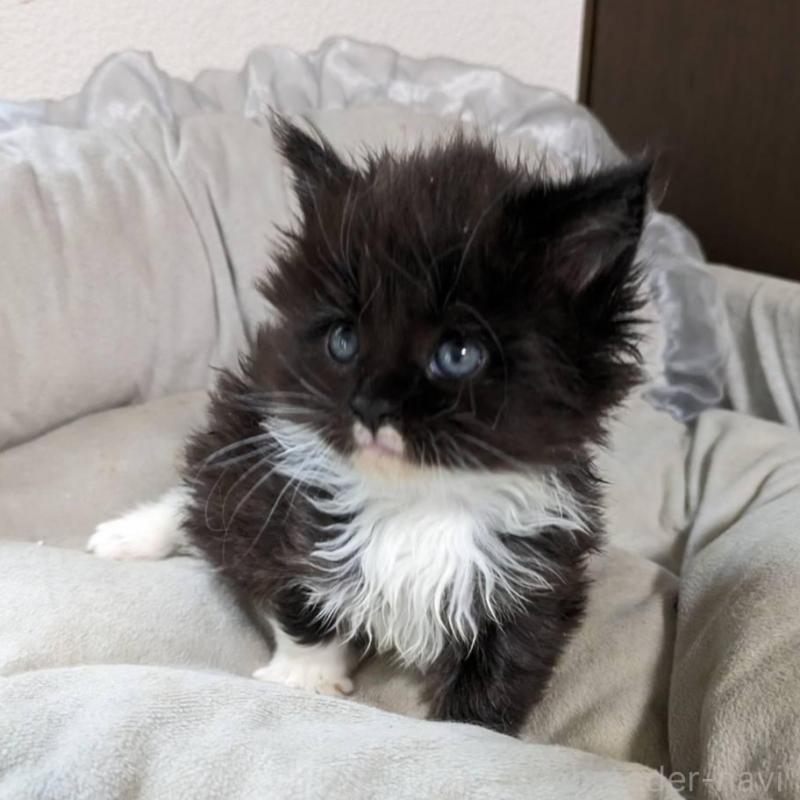 販売中の大阪府のメインクーン-139949の7枚目