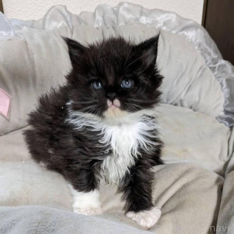 販売中の大阪府のメインクーン-139949