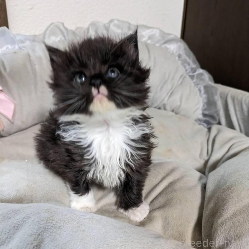 販売中の大阪府のメインクーン-139949の6枚目