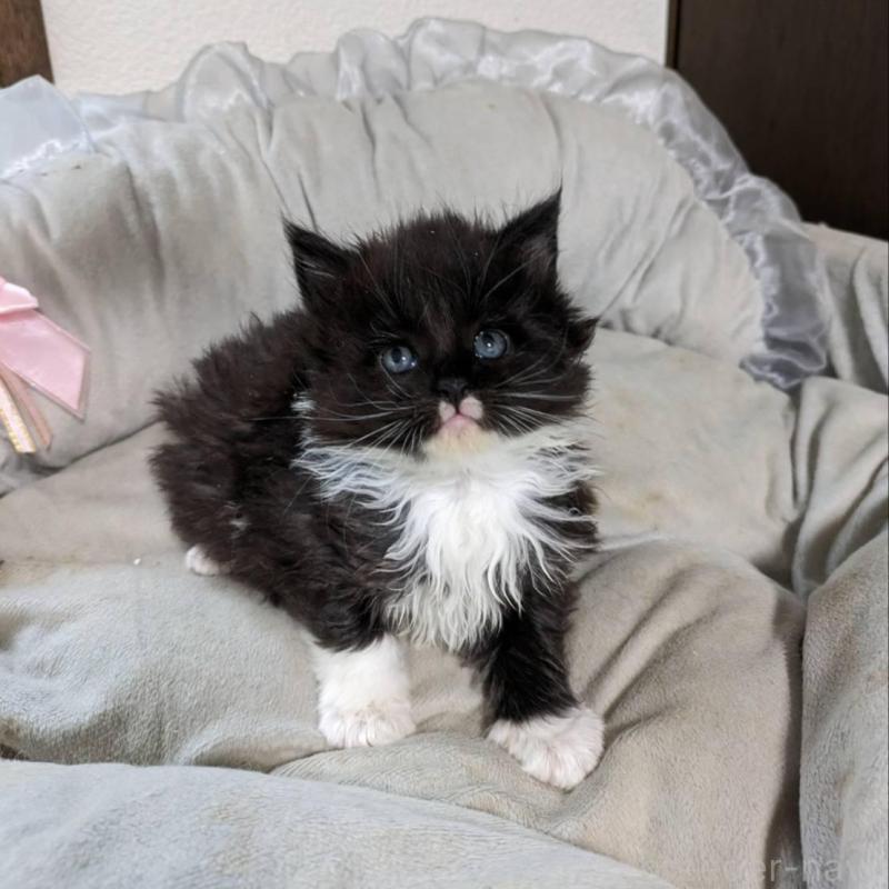 販売中の大阪府のメインクーン-139949の5枚目