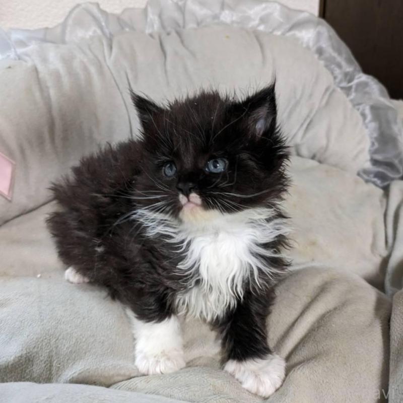 販売中の大阪府のメインクーン-139949の4枚目