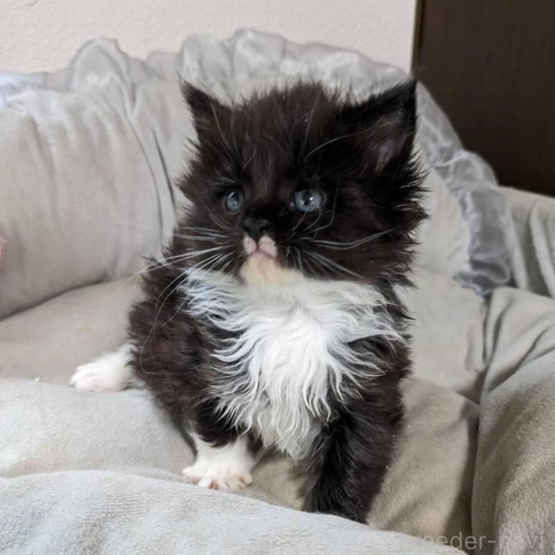 販売中の大阪府のメインクーン-139949の3枚目