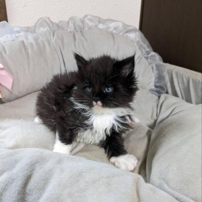 販売中の大阪府のメインクーン-139949の2枚目