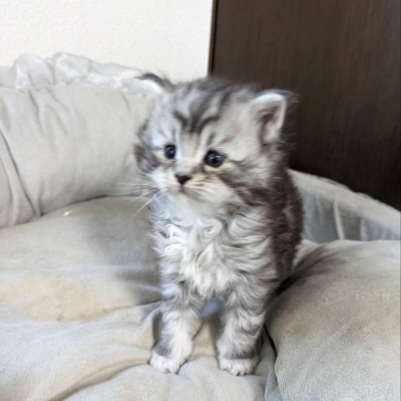 販売中の大阪府のメインクーン-139951の13枚目