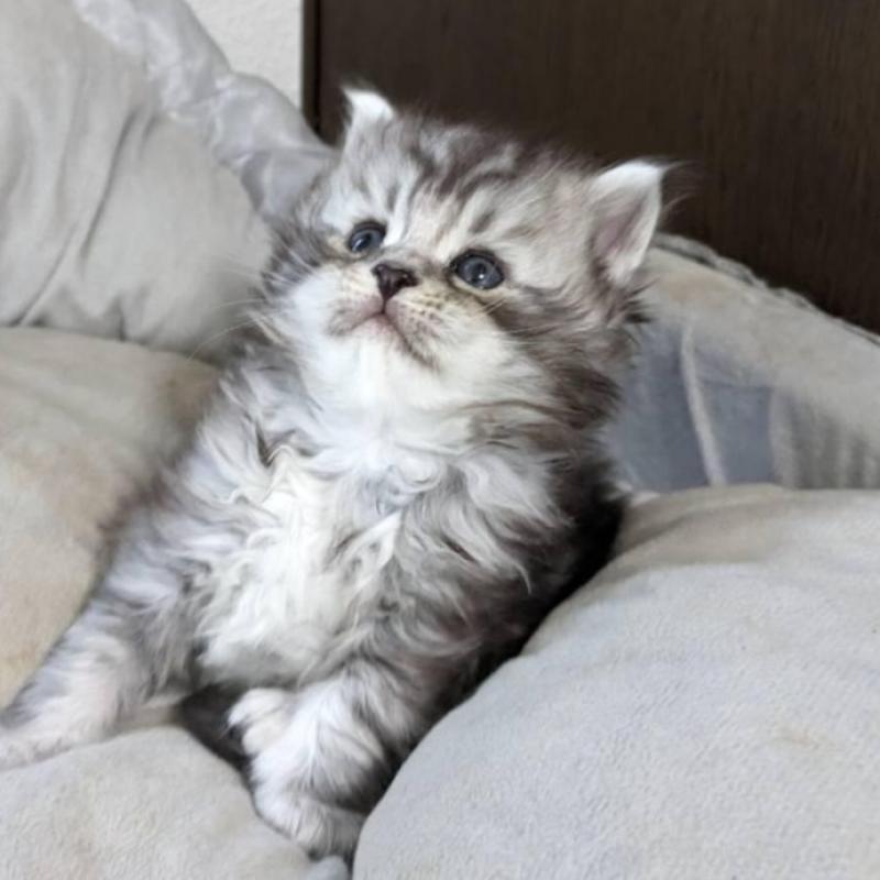 販売中の大阪府のメインクーン-139951の12枚目