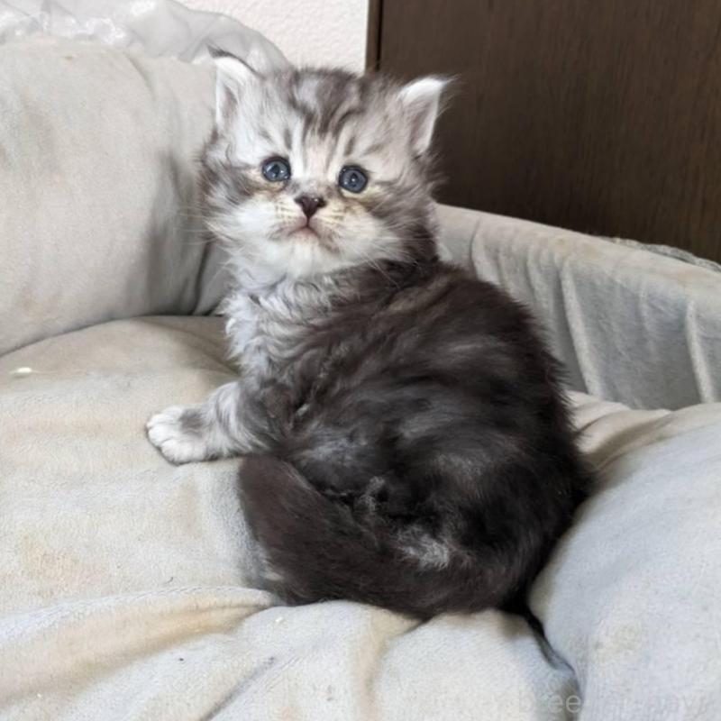 販売中の大阪府のメインクーン-139951の10枚目