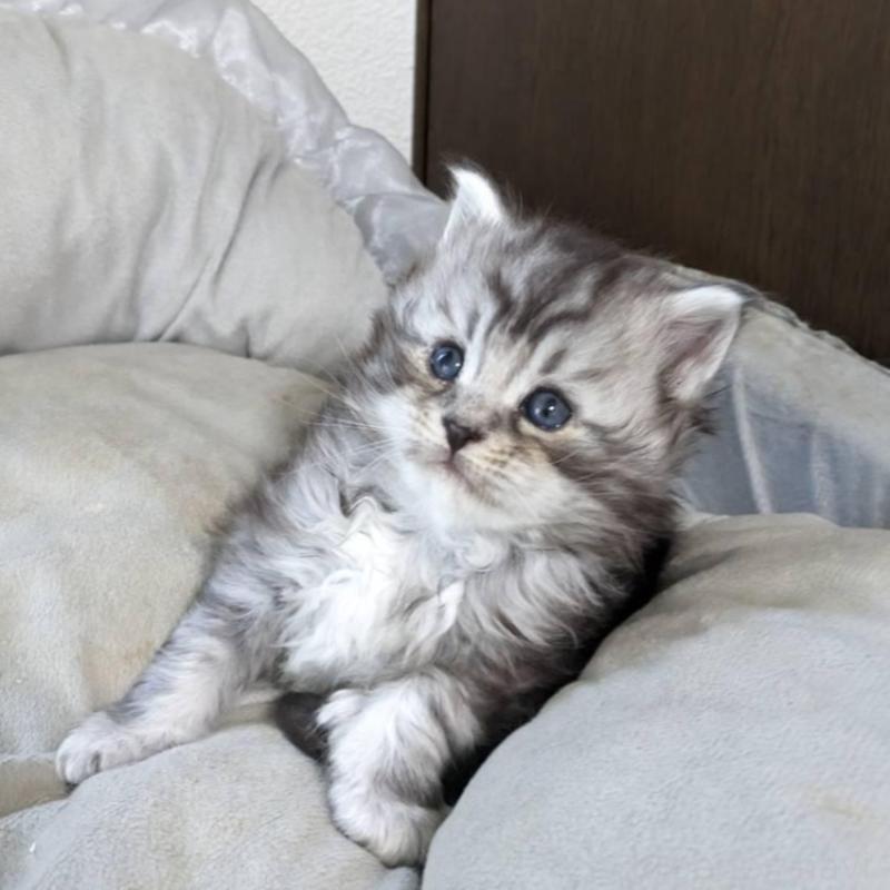 販売中の大阪府のメインクーン-139951の9枚目