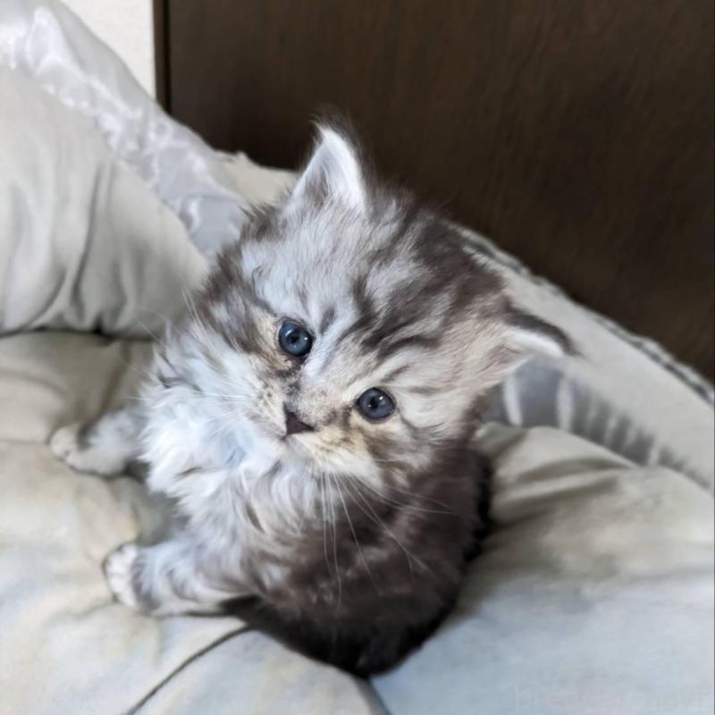 販売中の大阪府のメインクーン-139951の8枚目