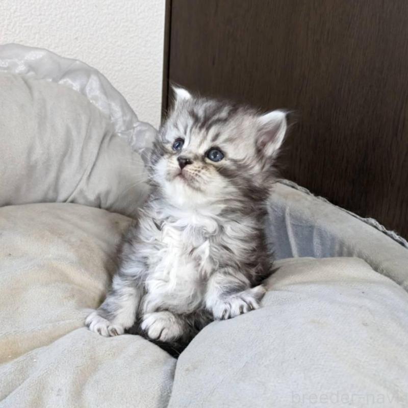 販売中の大阪府のメインクーン-139951の7枚目