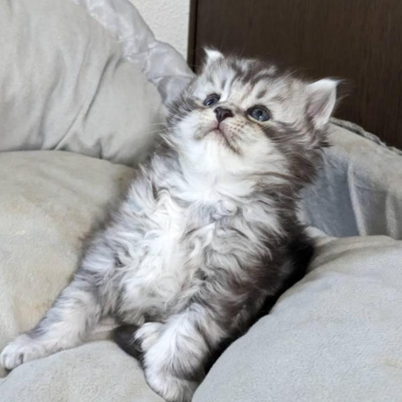 販売中の大阪府のメインクーン-139951の6枚目