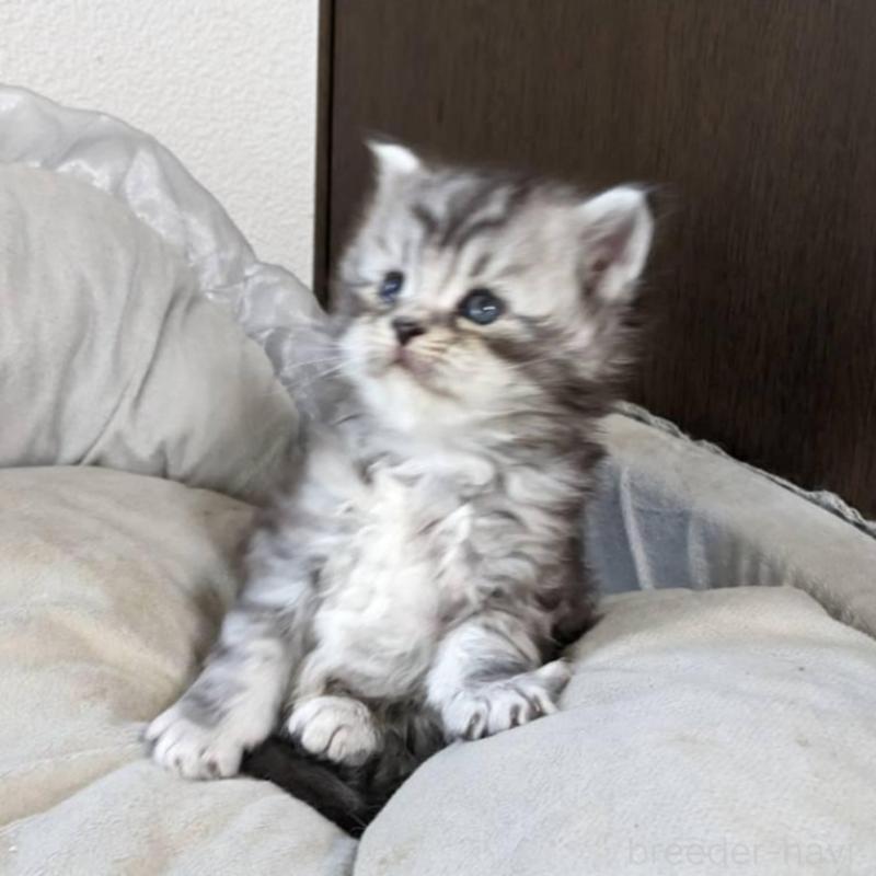 販売中の大阪府のメインクーン-139951の5枚目