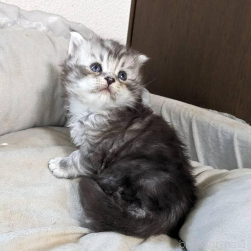 販売中の大阪府のメインクーン-139951の4枚目