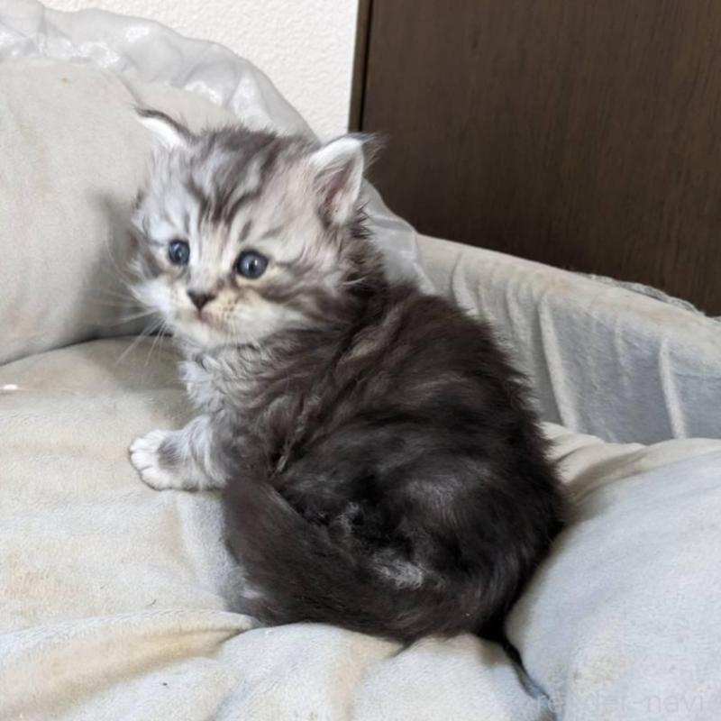 販売中の大阪府のメインクーン-139951の3枚目