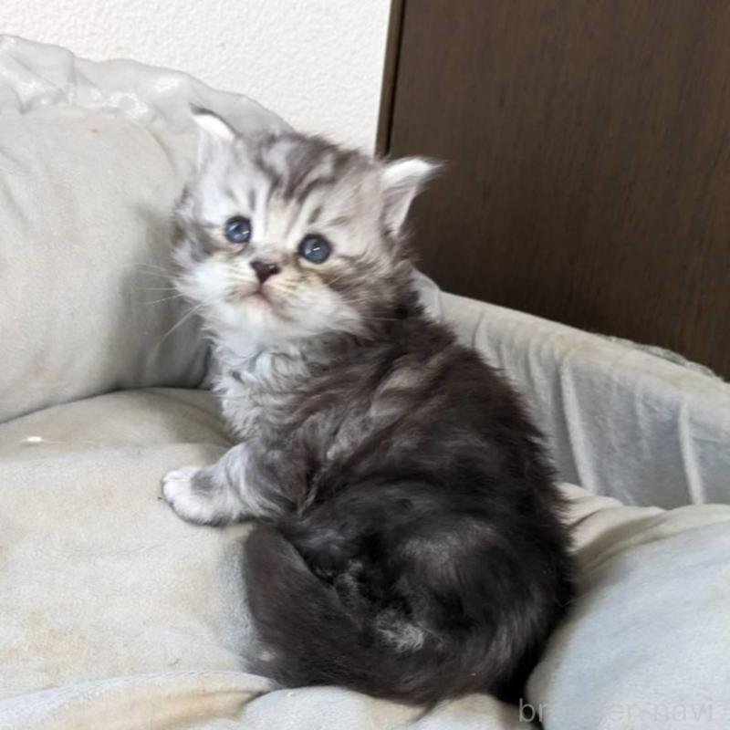 販売中の大阪府のメインクーン-139951