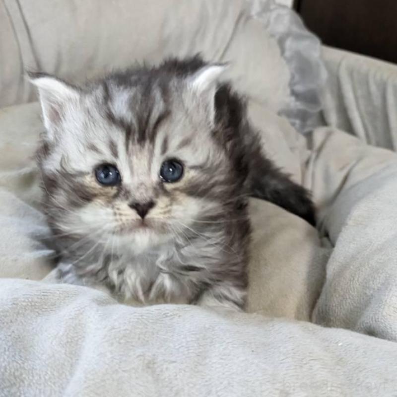 販売中の大阪府のメインクーン-139951の2枚目