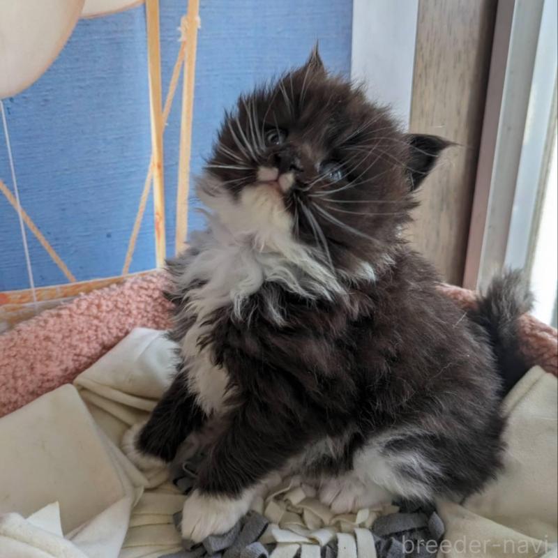 販売中の大阪府のメインクーン-139952の6枚目