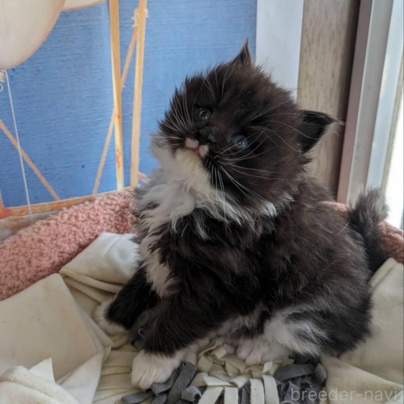 販売中の大阪府のメインクーン-139952の5枚目