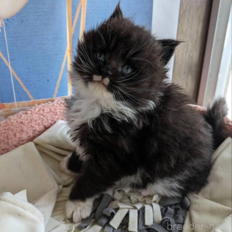 販売中の大阪府のメインクーン-139952の4枚目