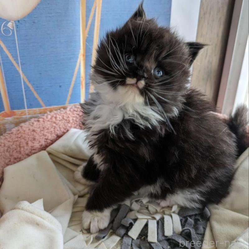 販売中の大阪府のメインクーン-139952の3枚目